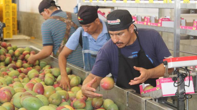 El personal selecciona la fruta para mandarla al empacado.
