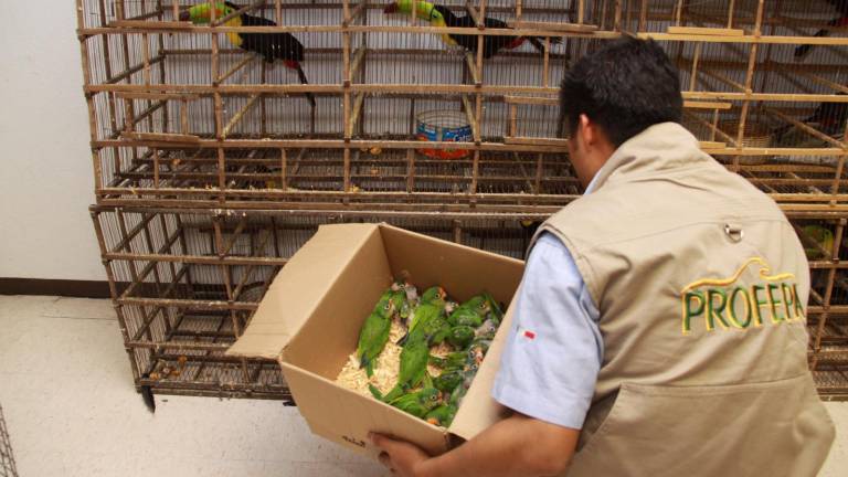 De acuerdo a Profepa, los estados donde se presenta la mayor recolección ilegal de vida silvestre son Campeche, Chiapas, Tabasco, Yucatán, Veracruz, Oaxaca, Guerrero, Puebla, Jalisco, Nayarit y Sinaloa.