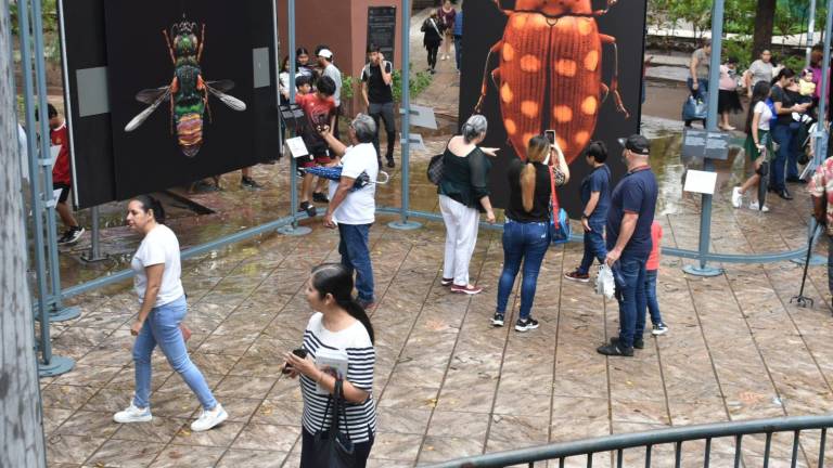 La exposición reúne 37 macrofotografías e Levon Biss.