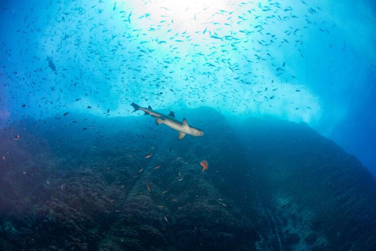 $!Cualquier tipo de pesca está prohibida dentro de la reserva de Revillagigedo desde noviembre de 2017.