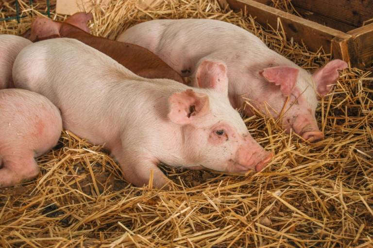 Gobierno de México analiza sanciones a EU por pollo y cerdo, en respuesta a gravamen de jitomate