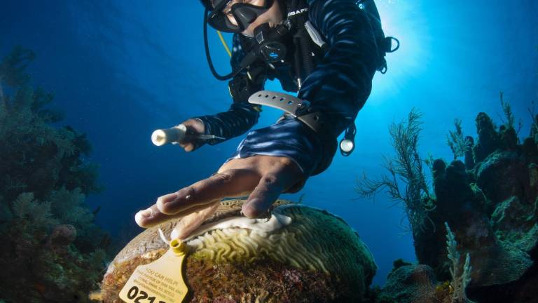 Un buzo aplica una pasta de amoxicilina a los corales afectados por la enfermedad de pérdida de tejido de coral (SCTLD) en Roatán, Honduras. La pasta antibiótica puede ralentizar o detener la progresión de la lesión.