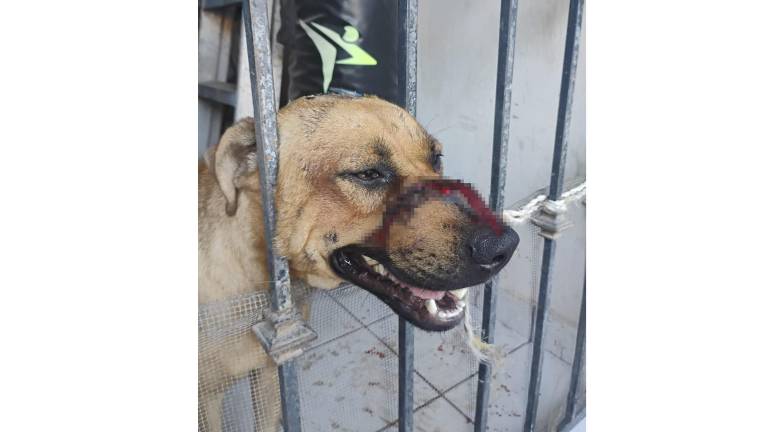 “Scooby” fuera atacado a machetazos en la colonia Aquiles Serdán.