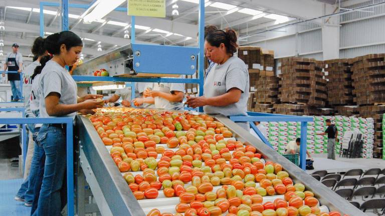 Líderes de asociaciones agrícolas respaldaron el esquema de precios mínimos que garantiza estabilidad y competitividad a la exportación de tomate mexicano.