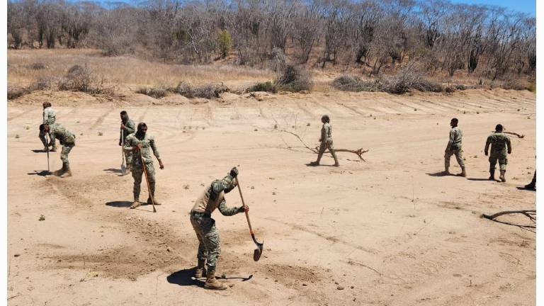 Elementos de la Semar erradicaron sembradíos de marihuana en inmediaciones del poblado de Ajoya, San Ignacio, además de destruir una pista clandestina de aterrizaje.