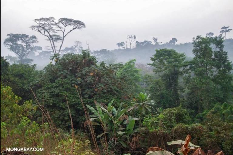 Los científicos piden solucionar las crisis del clima y de la biodiversidad a la vez