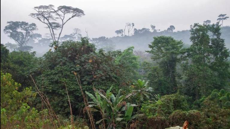 Los científicos piden solucionar las crisis del clima y de la biodiversidad a la vez