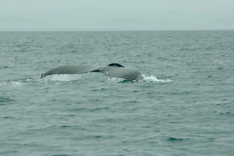 Inicia la temporada de avistamiento de ballenas en Mazatlán