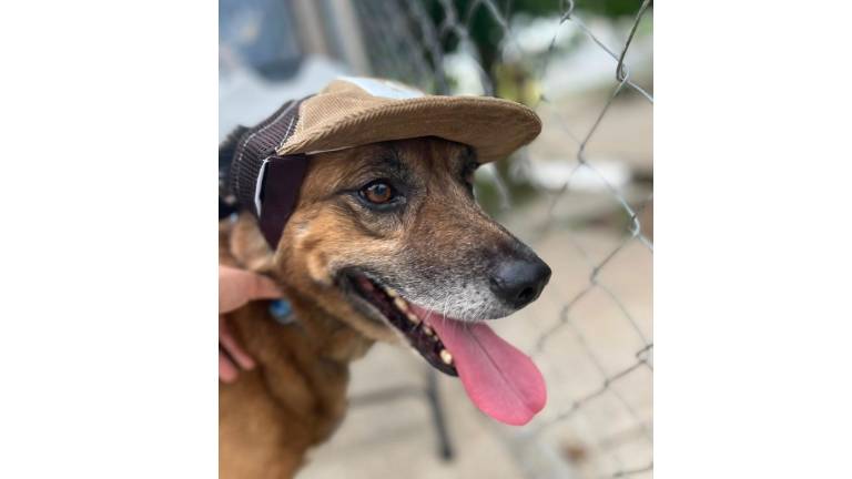 ”Osito” fue rescatado por la joven Dana Osuna tras sufrir maltrato animal en julio en una vivienda del fraccionamiento Misiones.
