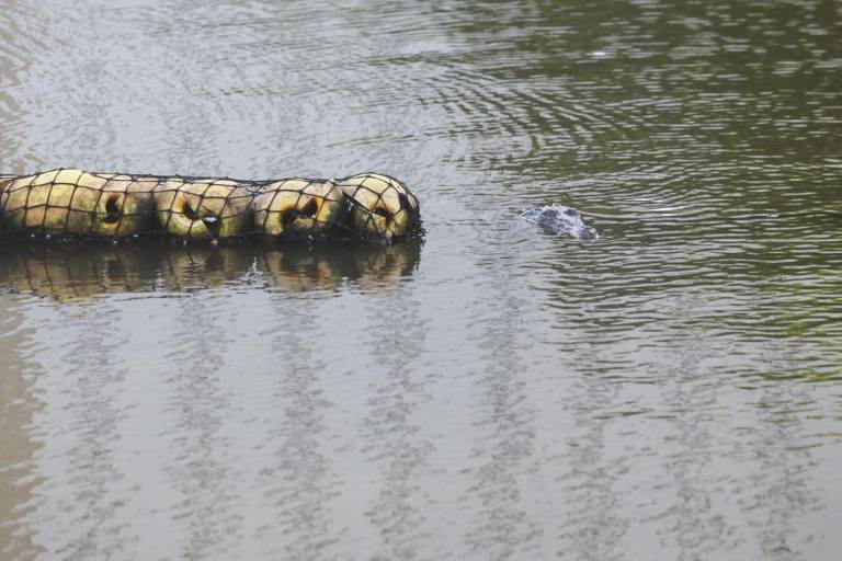 Se asoma uno de los dos cocodrilos en el Estero del Yugo