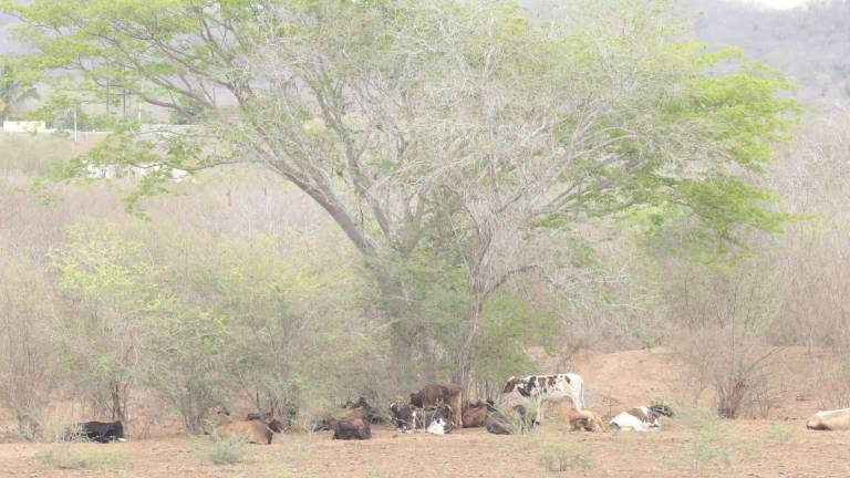 El sector ganadero de Mazatlán reporta que a causa de la sequía han muerto 50 reses.