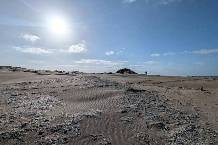 Descubren sitio de concheros en la Isla Macapule, en Guasave
