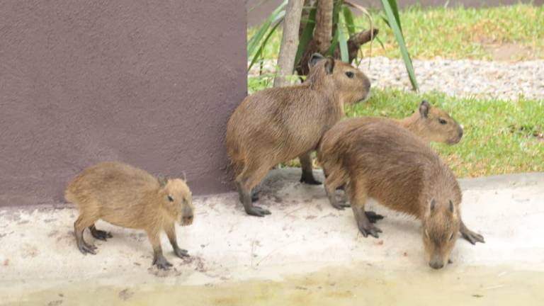 Los capibaras podrán recibir visitas a partir del lunes 4 de agosto.