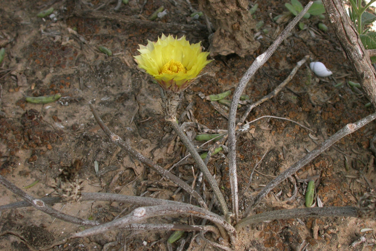 Hace dos décadas, un biólogo de la CFE descubrió una nueva especie de cactus en Nuevo León