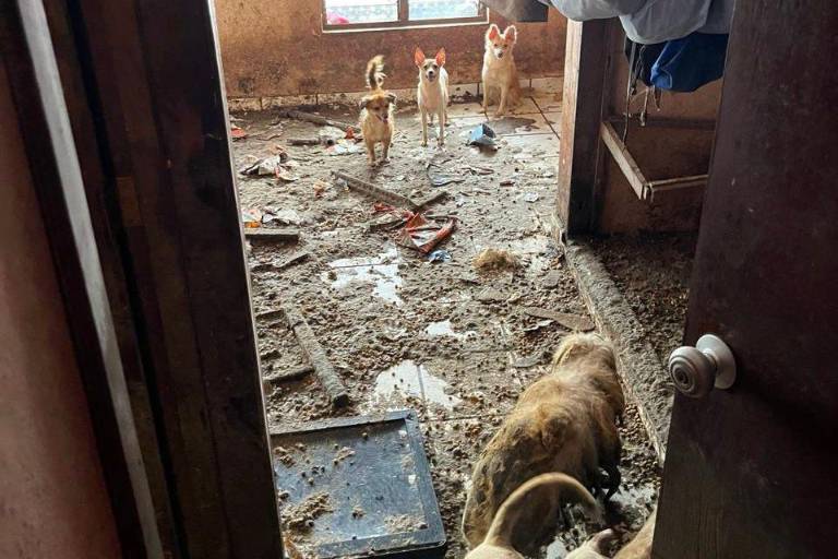 Rescatan a 27 perros de abandono y crueldad animal en el Centro de Mazatlán