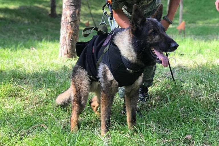 Perro rescatista Proteo murió de frío en Turquía, confirma entrenador