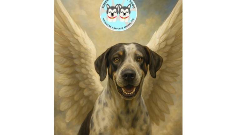 Fundación Balto y Togo considera que el proceso por el caso de “Bobby” en Sinaloa es un paso firme para que los actos de crueldad animal no queden impunes.