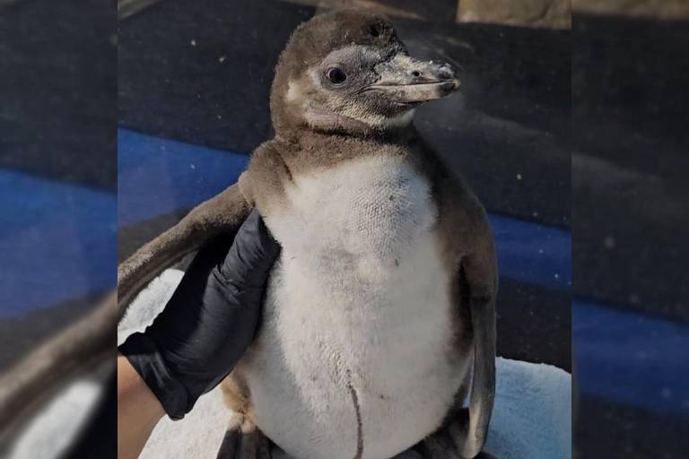 Cumple 3 meses pequeño pingüino nacido en el Gran Acuario Mazatlán