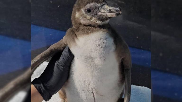 El pequeño pingüino está a punto de cumplir 3 meses.