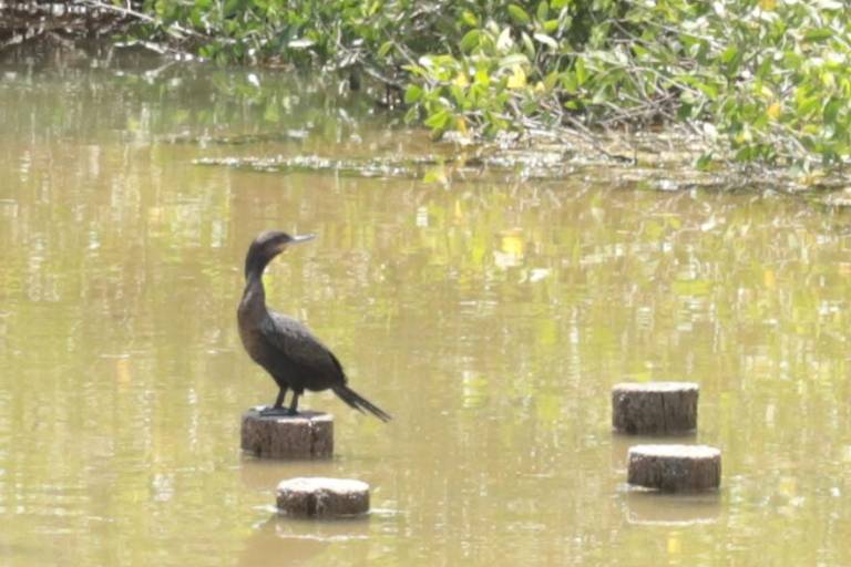 Tendrá Mazatlán primer taller de anillamiento y monitoreo de aves en la región