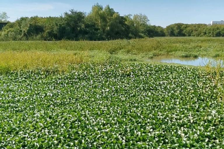 El lirio acuático asfixia a la fauna de los ríos de Culiacán