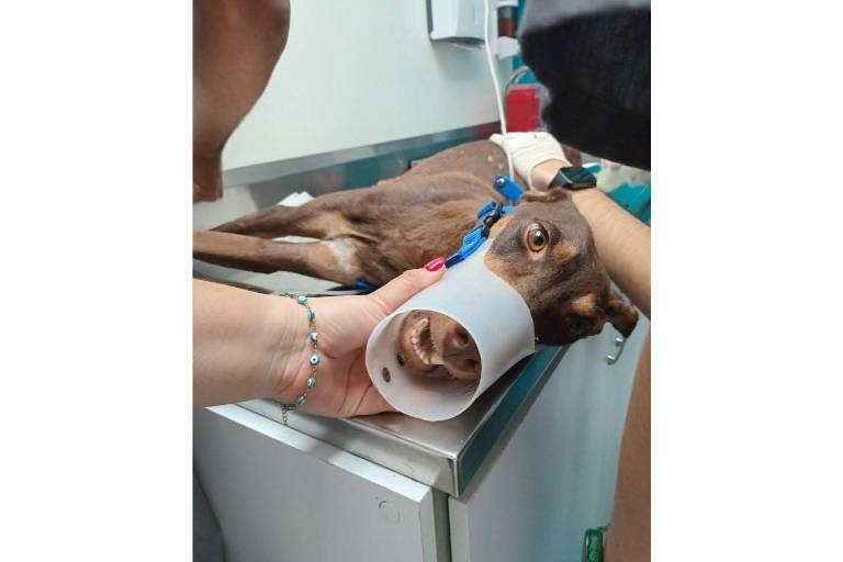 Fundación pide donaciones para atender a perrita herida de bala en Culiacán