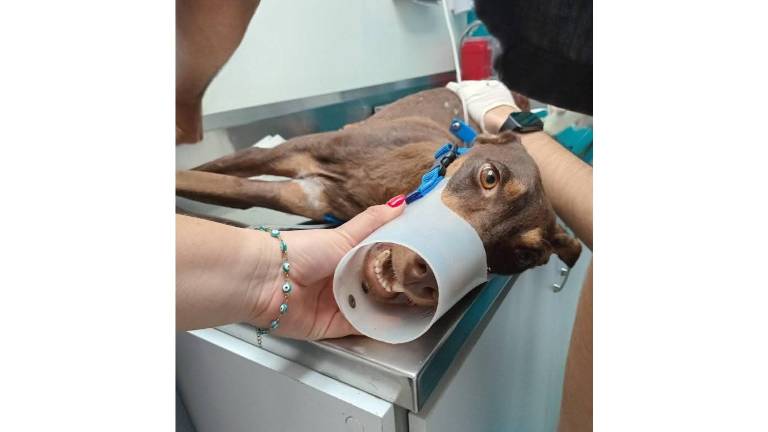 “Esperanza”, como fue bautizada la perrita herida en una escena de crimen en Culiacán, lucha por su vida.