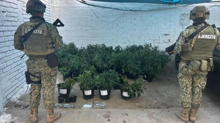 La FGR incautó plantas de marihuana y municiones tras ejecutar una Orden Técnica en un domicilio en La Cruz de Elota.