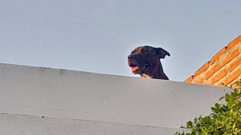 Un perro pitbull fue rescatado del techo de una vivienda en Culiacán; era de un vecino.