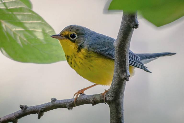 Día mundial de las aves migratorias: las incansables viajeras de los cielos