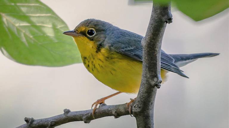 Reinita Collareja (de Canadá) / Cardellina canadensis.