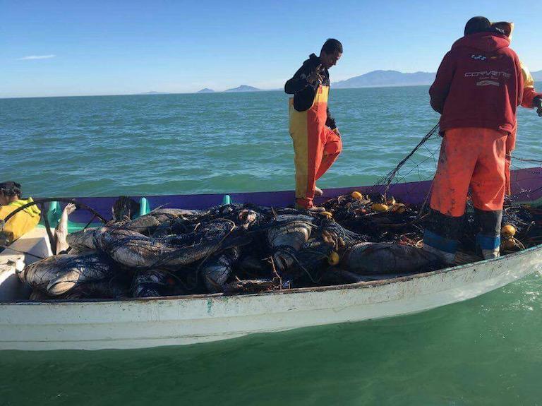 $!Pesca ilegal totoaba.