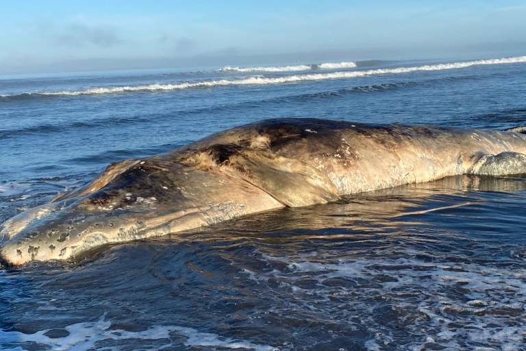 Hallan una ballena gris sin vida en El Tambor, Navolato