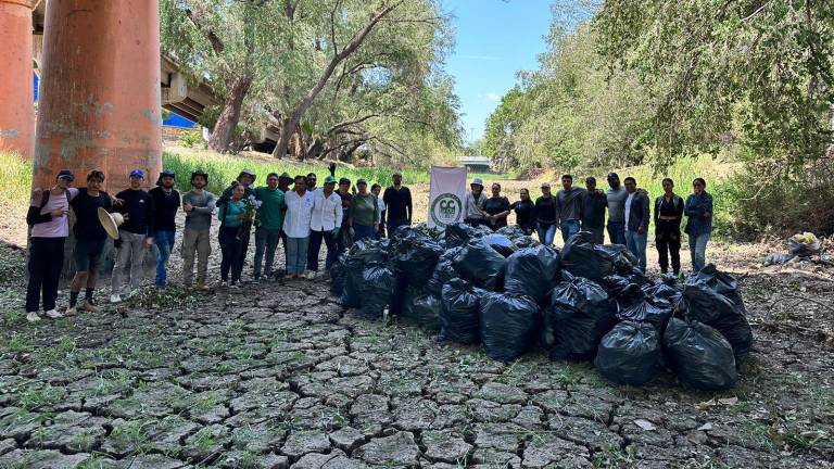 La asociación La Ola Verde logró cosechar más de 5 mil 500 kilogramos de lirio acuático del río Humaya, en Culiacán.