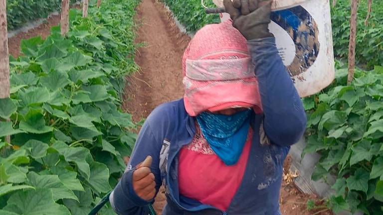 Los tomates, las cebollas, los pimientos, los pepinos y las zanahorias se encuentran entre las hortalizas con crecimiento interanual en ventas minoristas en dólares.