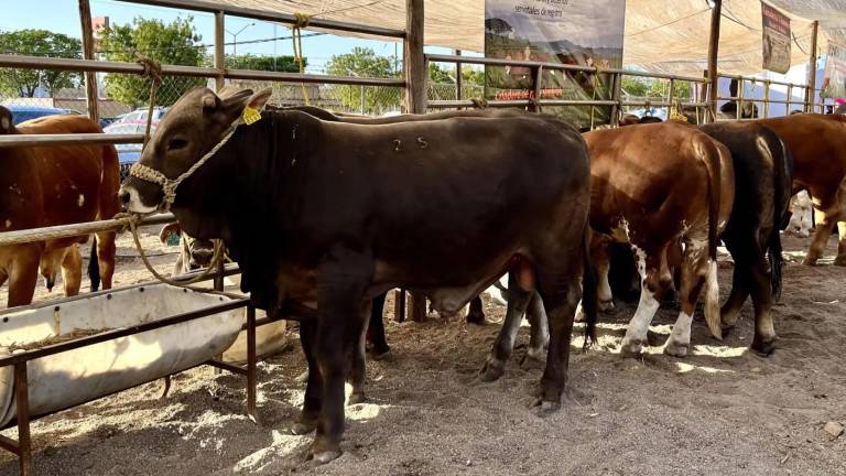 Se invita en Elota a disfrutar de la Feria Regional Ganadera.
