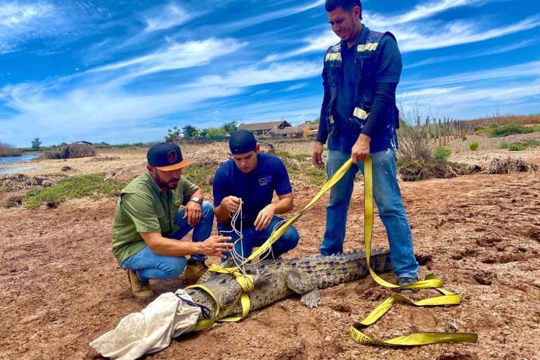 Reubican dos cocodrilos, tras andar merodeando zonas habitacionales de Navolato