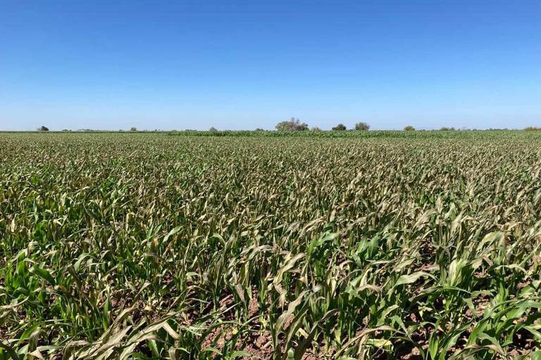 Heladas dejan un panorama adverso para el campo: especialista