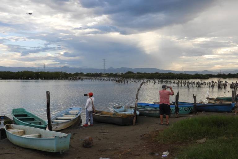Reportan mortandad de peces en esteros de Escuinapa