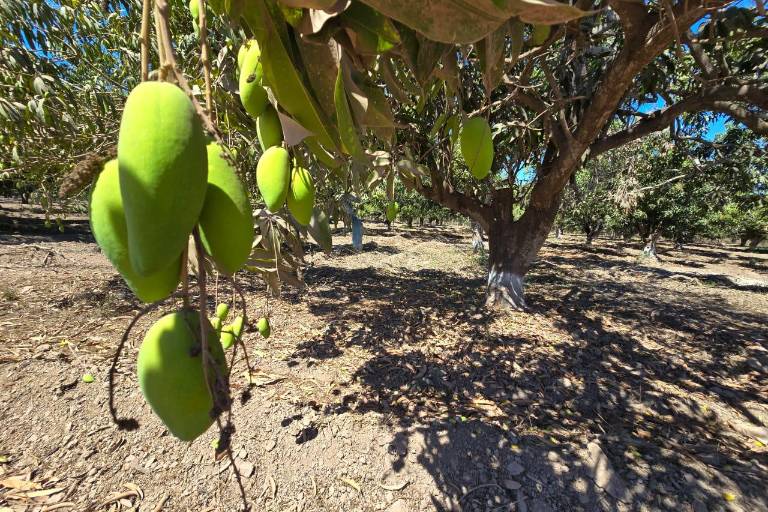 Huertas de mango de Rosario sufren el aborto de la fruta por la sequía