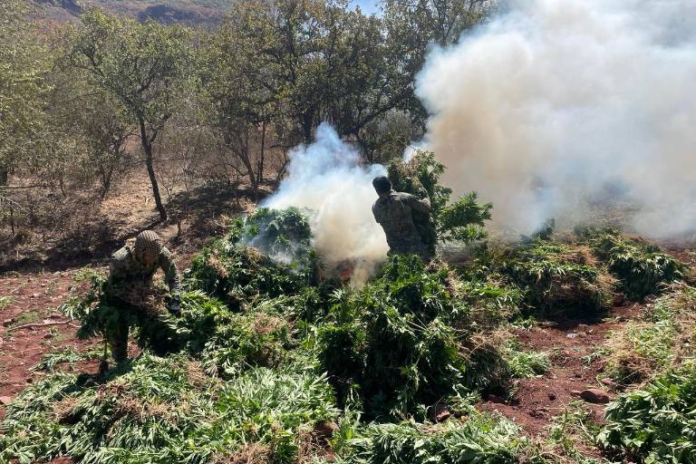 Marina localiza y destruye plantíos de mariguana en Sinaloa de Leyva