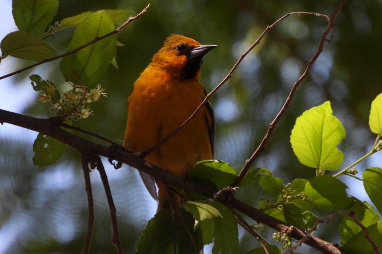 Jardín Botánico Culiacán y Parque Ecológico, el oasis de las aves migratorias