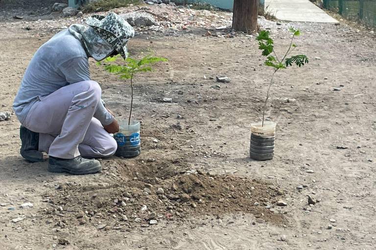 Comité de Futbol busca implementar campaña de reforestación de espacios deportivos en Mazatlán