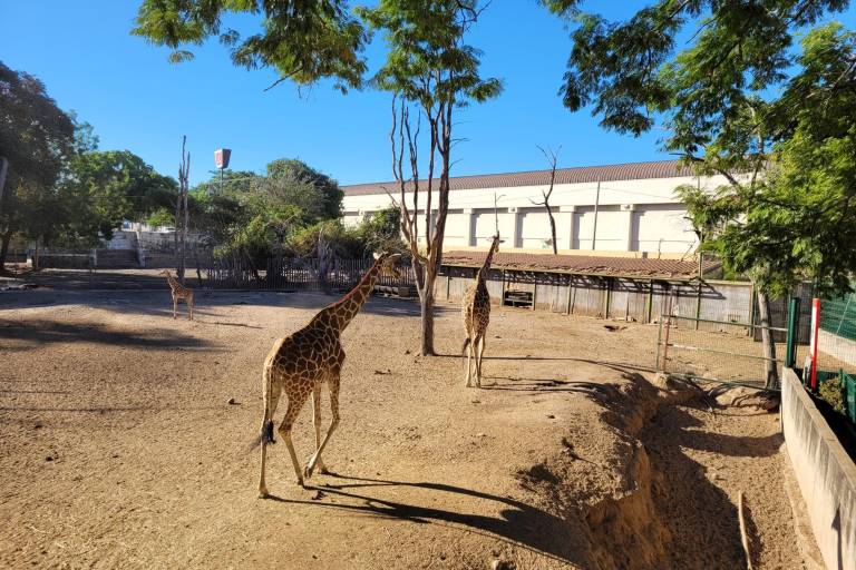 Zoológico de Culiacán debe transparentar inventario de animales: Diputado local