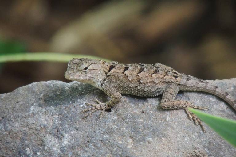 Llaman a cuidar sapos, ranas, lagartijas, luciérnagas y libélulas