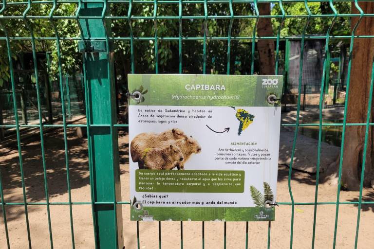 Alcalde de Culiacán debe explicar desaparición de animales en Zoológico: Regidora