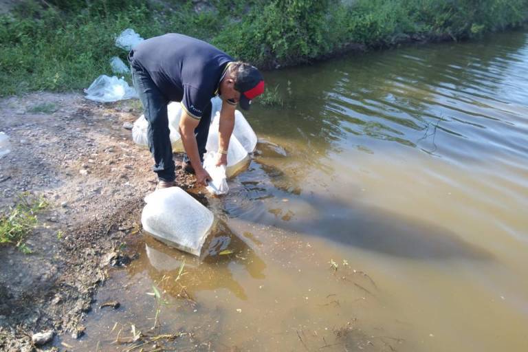 Siembran alevines de tilapia en la represa de Tecualilla en Escuinapa