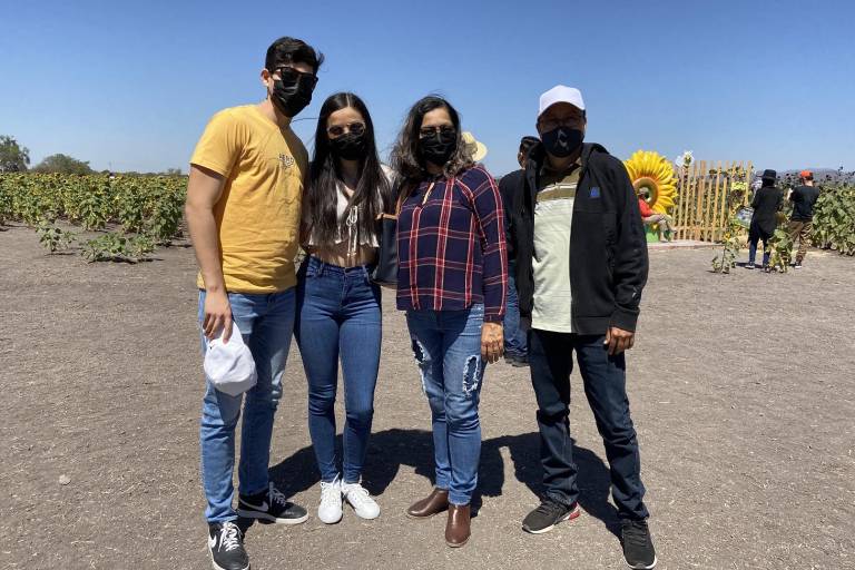Conocen los girasoles en Mocorito
