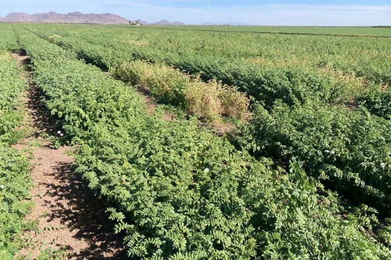 Comercialización de garbanzo da certidumbre a productores: Unidad Campesina