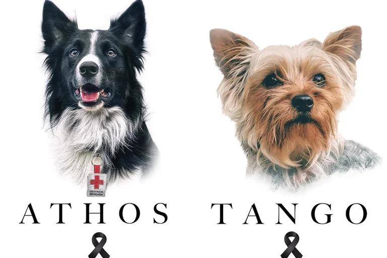 En México, llevan a tribunales a hombre que envenenó a dos perros rescatistas en 2021